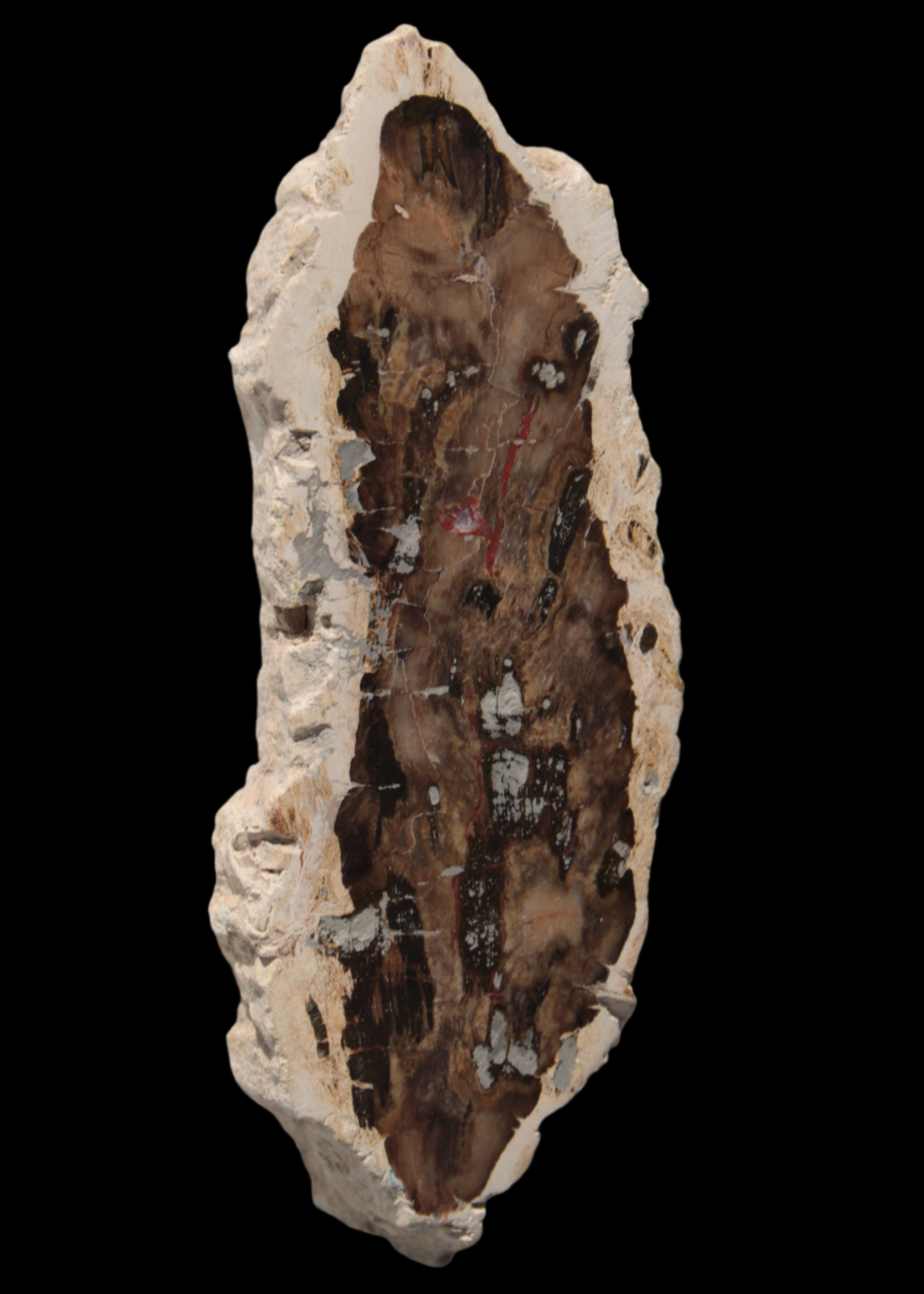 Petrified Wood slice from Madagascar 60g - Rocks and Things Store