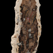 Petrified Wood slice from Madagascar 60g - Rocks and Things Store