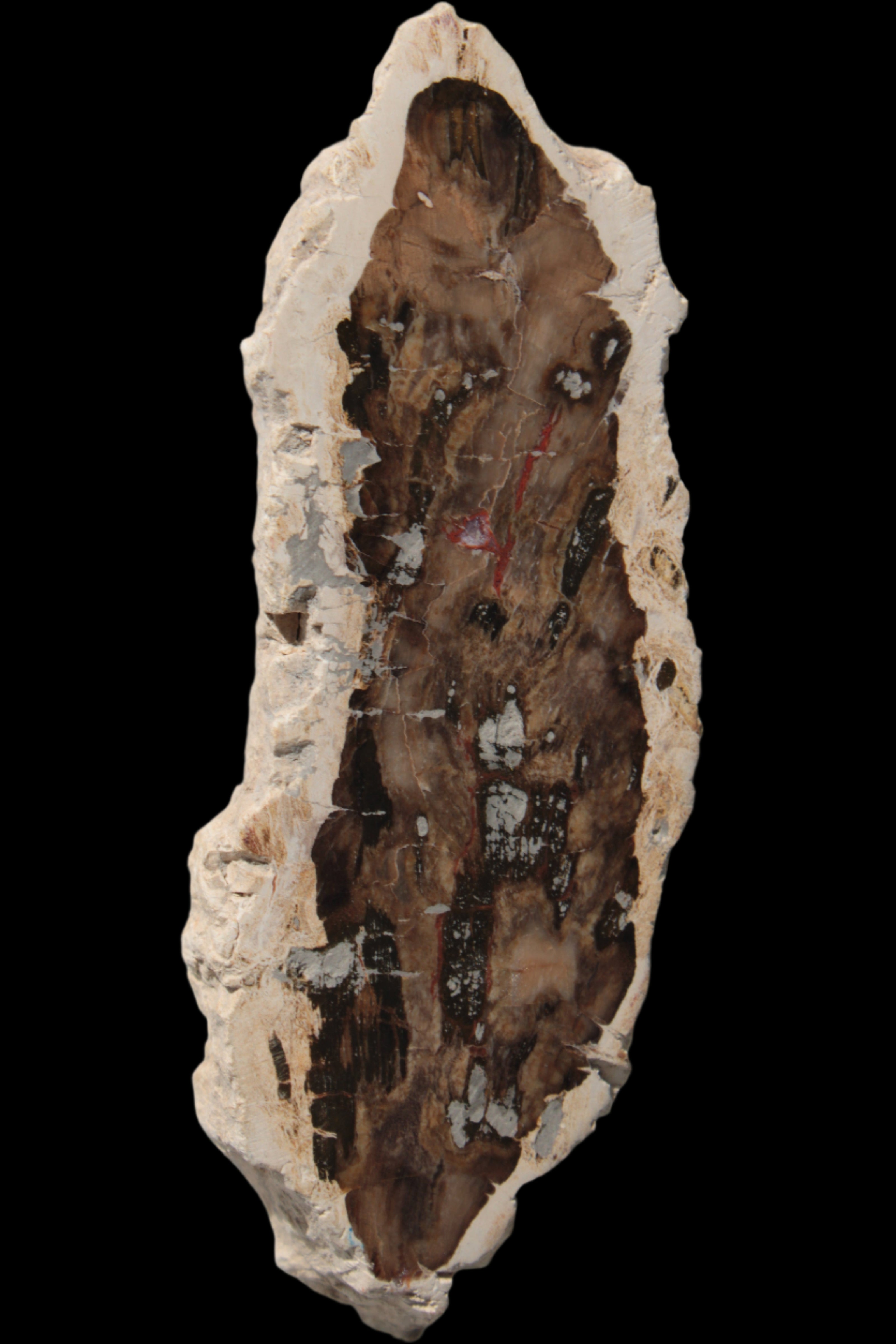 Petrified Wood slice from Madagascar 60g - Rocks and Things Store
