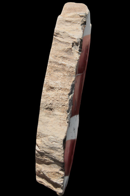 Petrified Wood slice from Madagascar 60g - Rocks and Things Store