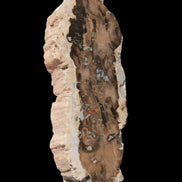 Petrified Wood slice from Madagascar 60g - Rocks and Things Store