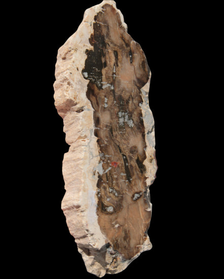 Petrified Wood slice from Madagascar 60g - Rocks and Things Store