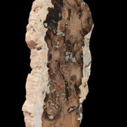 Petrified Wood slice from Madagascar 60g - Rocks and Things Store