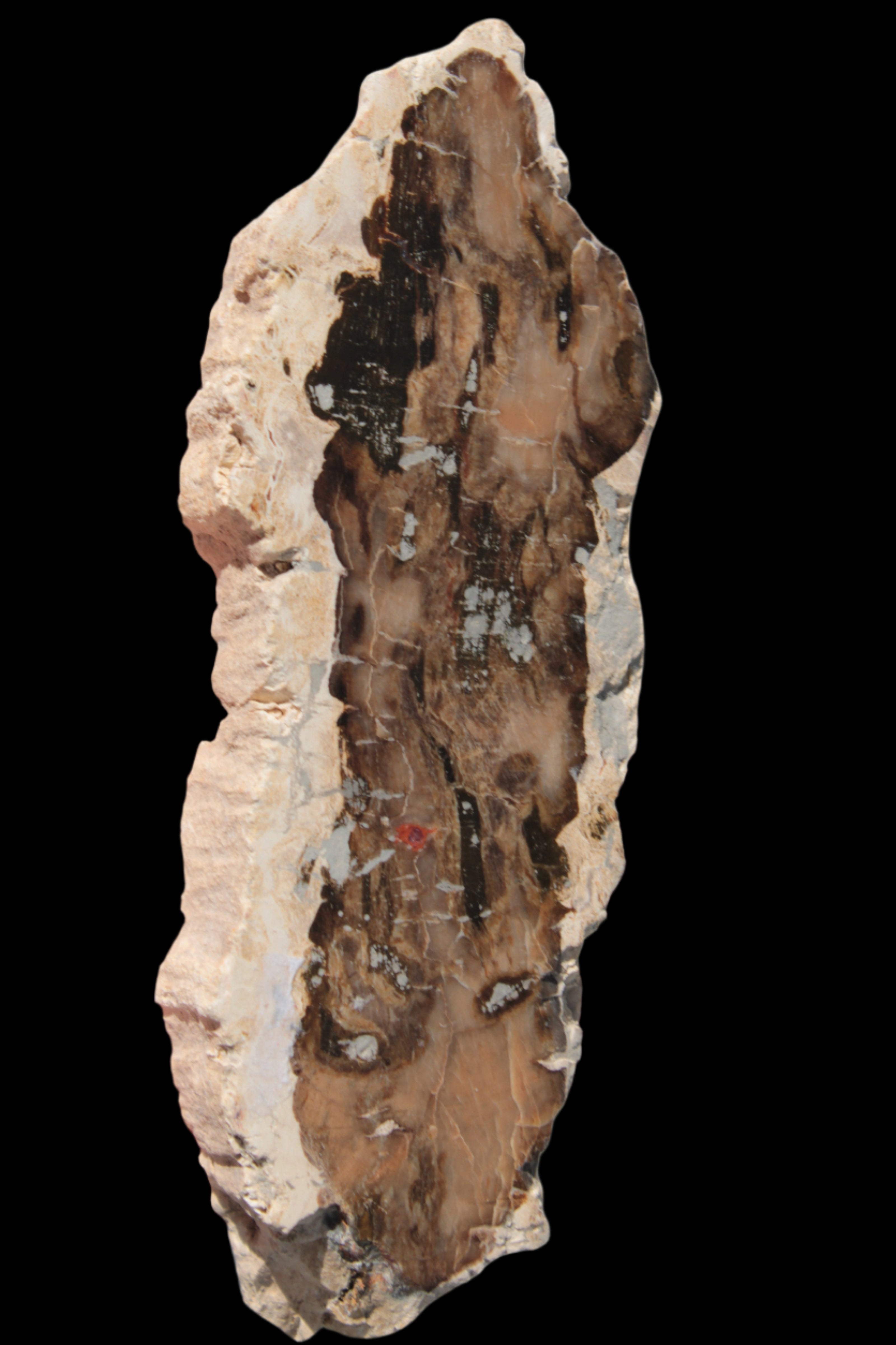 Petrified Wood slice from Madagascar 60g - Rocks and Things Store