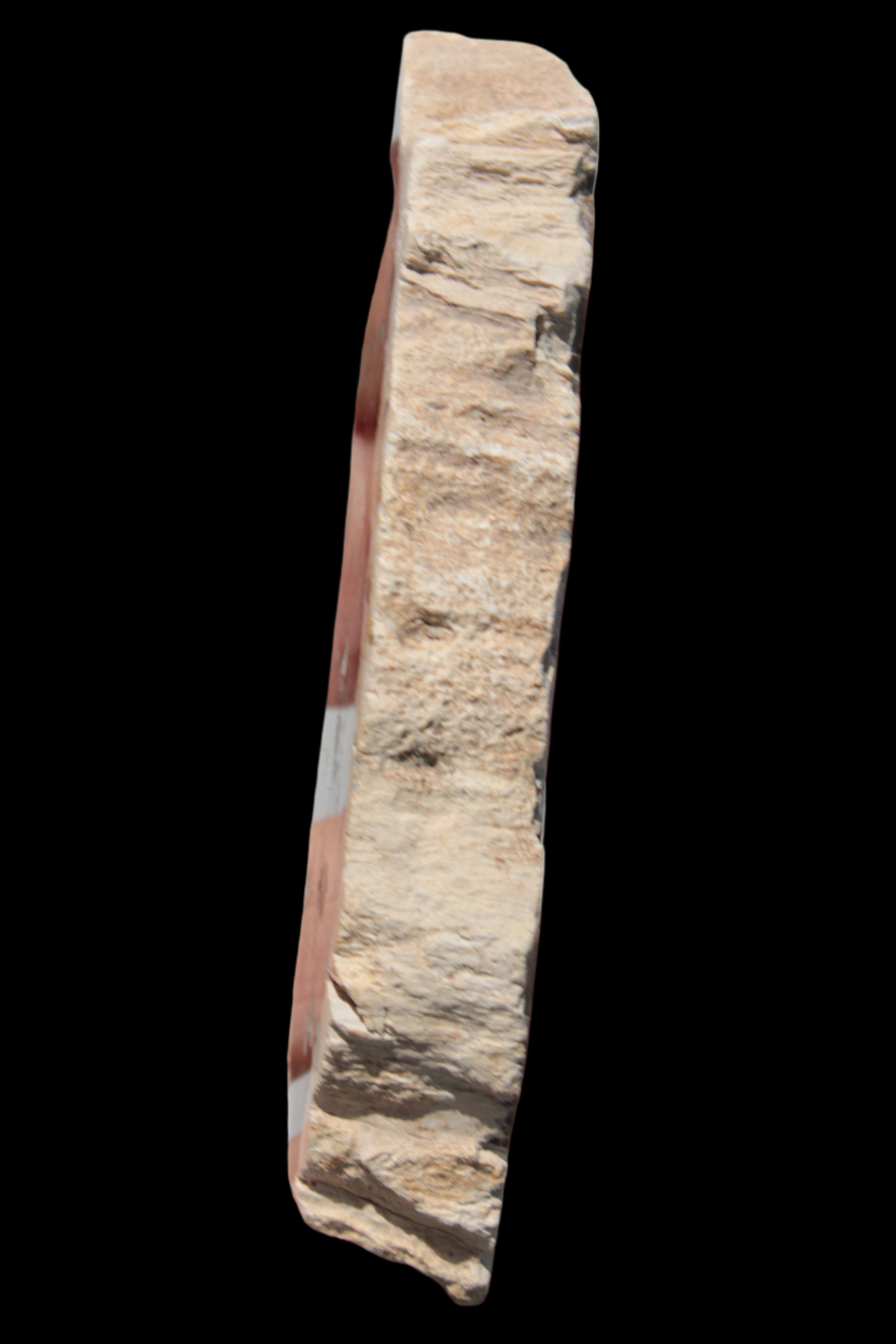 Petrified Wood slice from Madagascar 60g - Rocks and Things Store