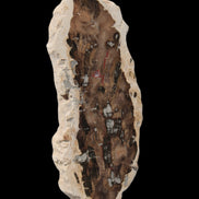 Petrified Wood slice from Madagascar 60g - Rocks and Things Store