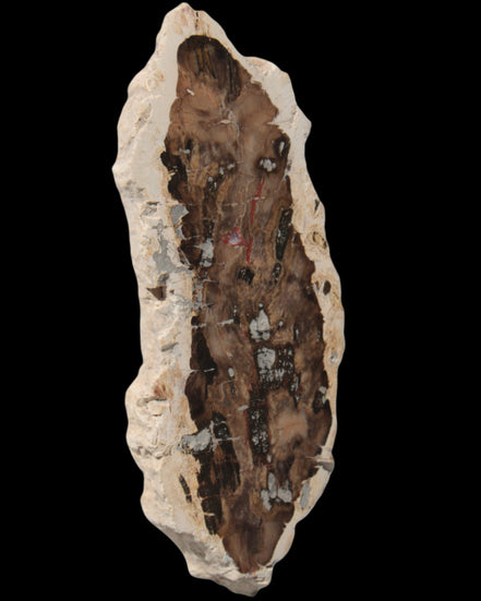 Petrified Wood slice from Madagascar 60g - Rocks and Things Store