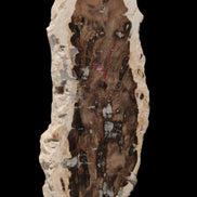 Petrified Wood slice from Madagascar 60g - Rocks and Things Store