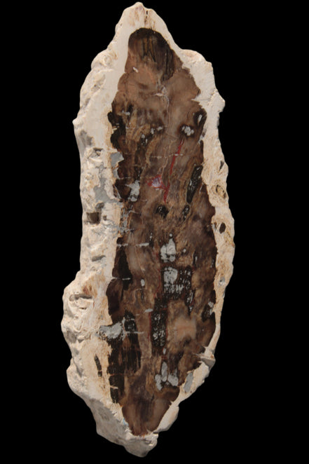 Petrified Wood slice from Madagascar 60g - Rocks and Things Store
