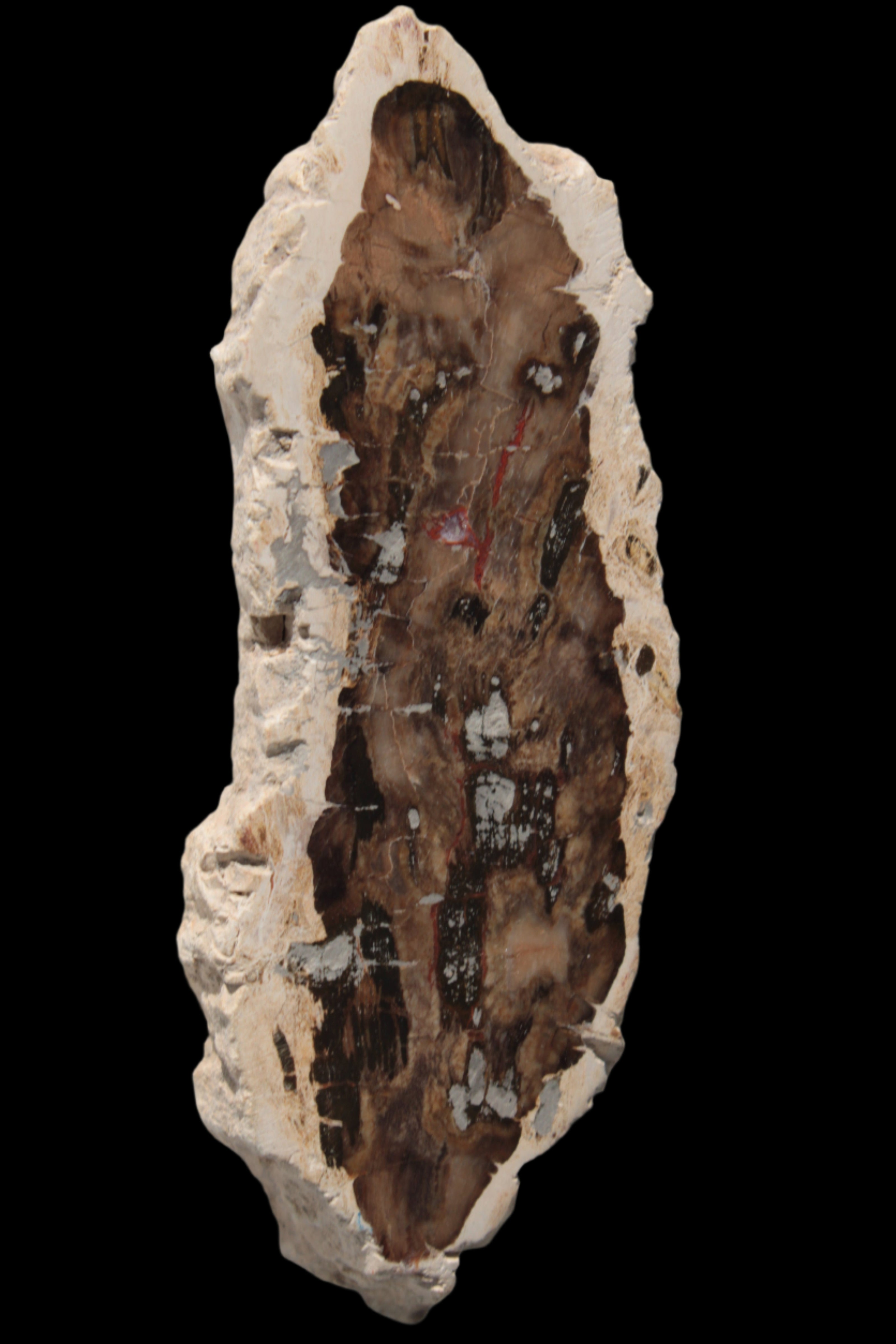 Petrified Wood slice from Madagascar 60g - Rocks and Things Store