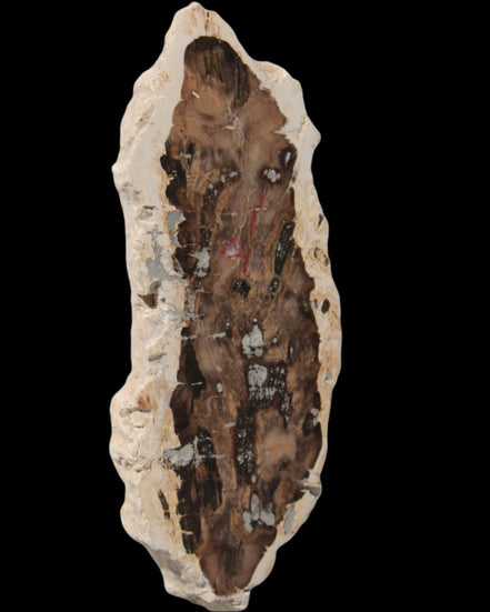 Petrified Wood slice from Madagascar 60g - Rocks and Things Store