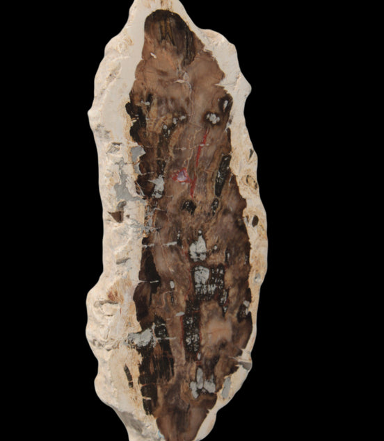Petrified Wood slice from Madagascar 60g - Rocks and Things Store