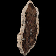 Petrified Wood slice from Madagascar 60g - Rocks and Things Store