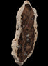 Petrified Wood slice from Madagascar 60g - Rocks and Things Store