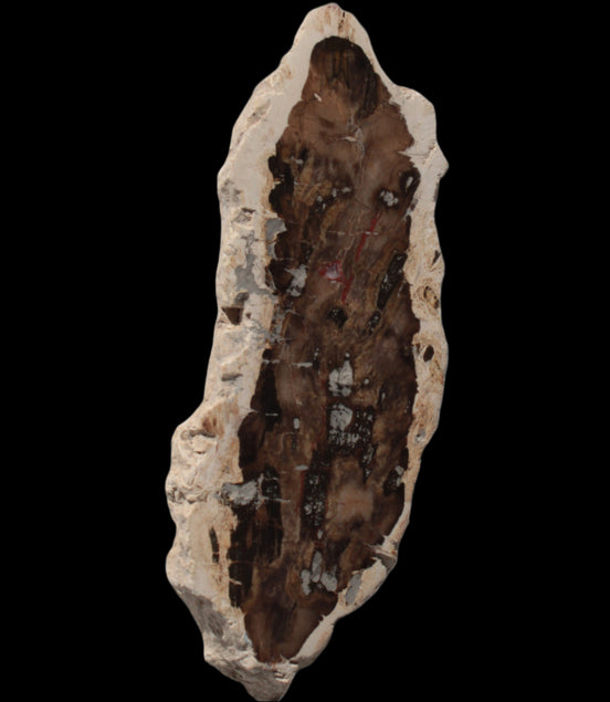 Petrified Wood slice from Madagascar 60g - Rocks and Things Store