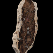 Petrified Wood slice from Madagascar 60g Rocks and Things