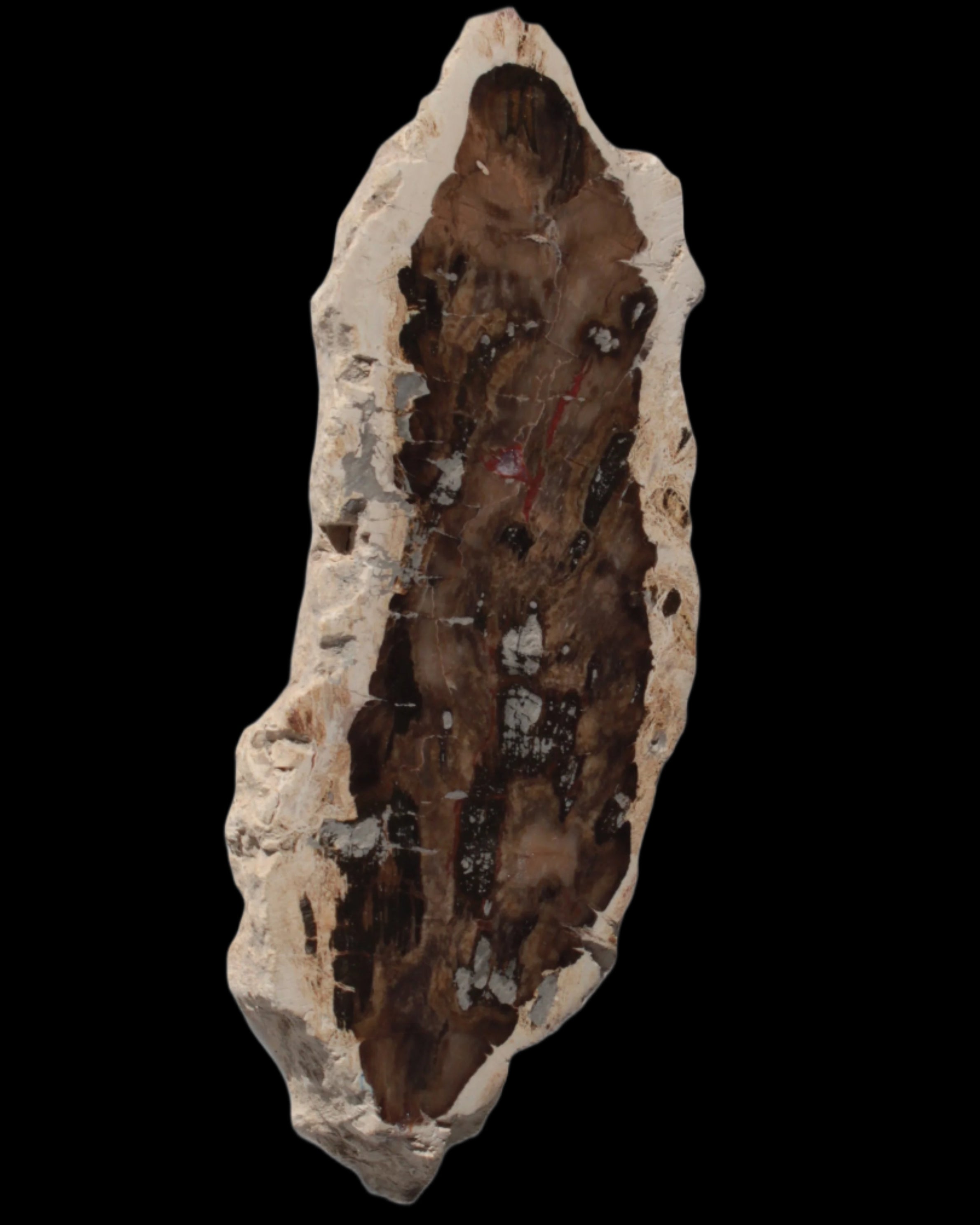Petrified Wood slice from Madagascar 60g Rocks and Things