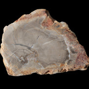 Petrified Wood Agate slice from Madagascar 30g in sunlight - Rocks and Things Store