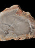 Petrified Wood Agate slice from Madagascar 30g in sunlight - Rocks and Things Store