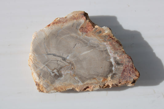 Petrified Wood Agate slice from Madagascar 30g Rocks and Things