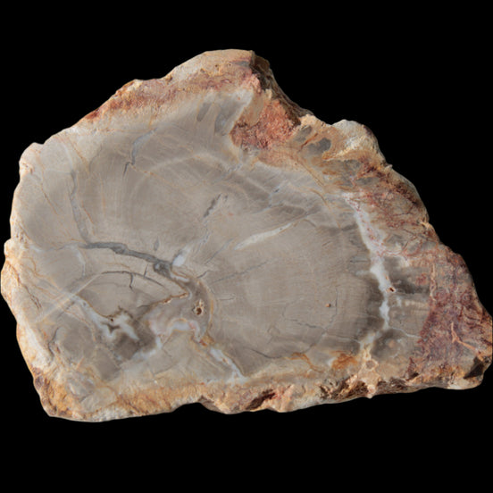 Petrified Wood Agate slice from Madagascar 30g in sunlight - Rocks and Things Store