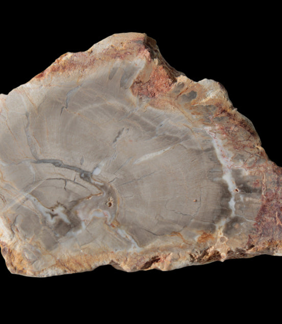 Petrified Wood Agate slice from Madagascar 30g in sunlight - Rocks and Things Store