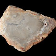 Petrified Wood Agate slice from Madagascar 30g in sunlight - Rocks and Things Store