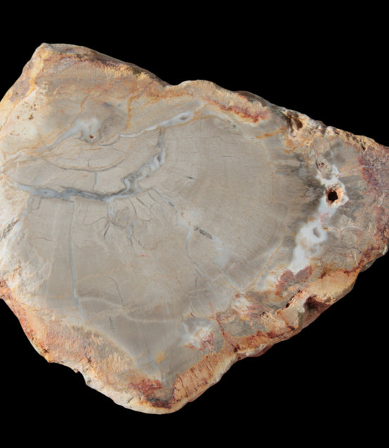 Petrified Wood Agate slice from Madagascar 30g in sunlight - Rocks and Things Store