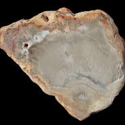 Petrified Wood Agate slice from Madagascar 30g in sunlight - Rocks and Things Store