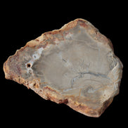 Petrified Wood Agate slice from Madagascar 30g in sunlight - Rocks and Things Store