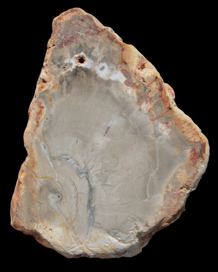 Petrified Wood Agate slice from Madagascar 30g in sunlight - Rocks and Things Store