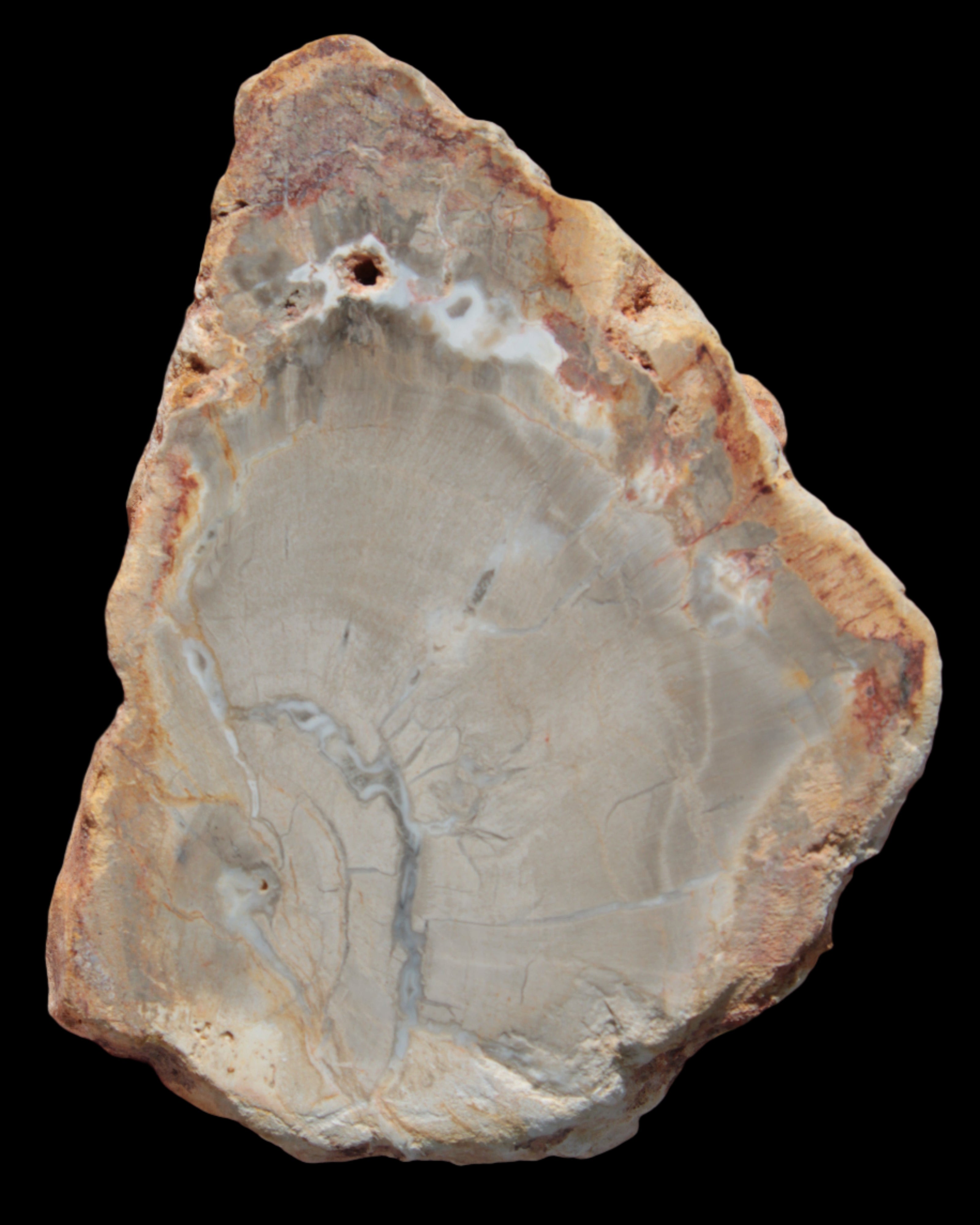 Petrified Wood Agate slice from Madagascar 30g in sunlight - Rocks and Things Store