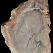 Petrified Wood Agate slice from Madagascar 30g in sunlight - Rocks and Things Store