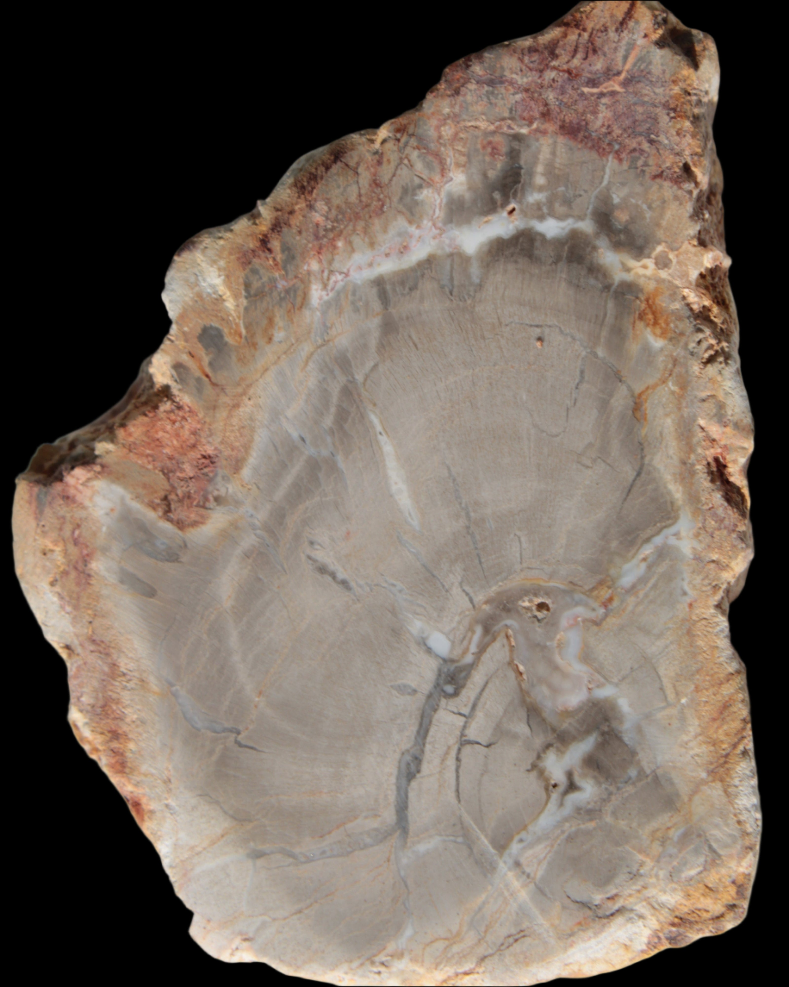Petrified Wood Agate slice from Madagascar 30g in sunlight - Rocks and Things Store