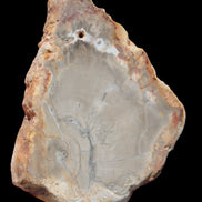 Petrified Wood Agate slice from Madagascar 30g in sunlight - Rocks and Things Store