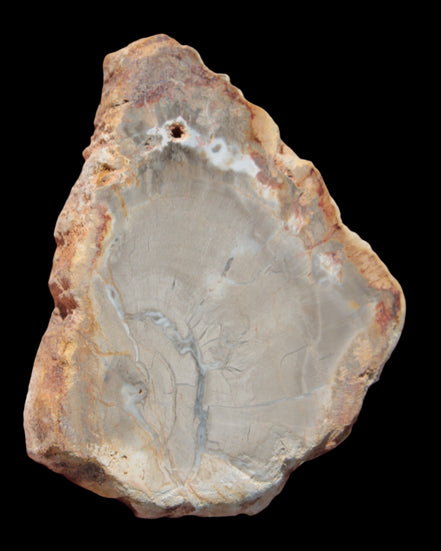 Petrified Wood Agate slice from Madagascar 30g in sunlight - Rocks and Things Store