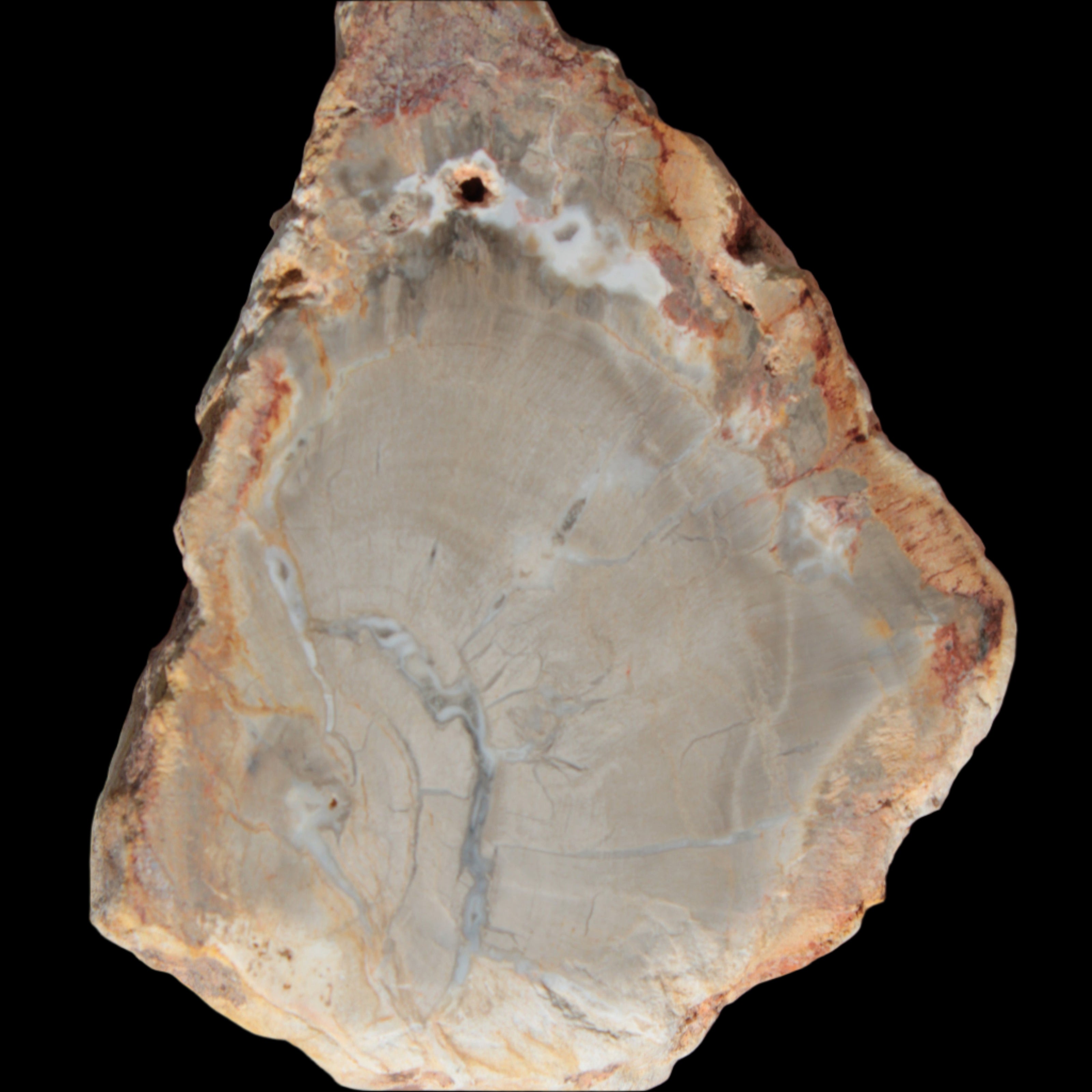 Petrified Wood Agate slice from Madagascar 30g in sunlight - Rocks and Things Store