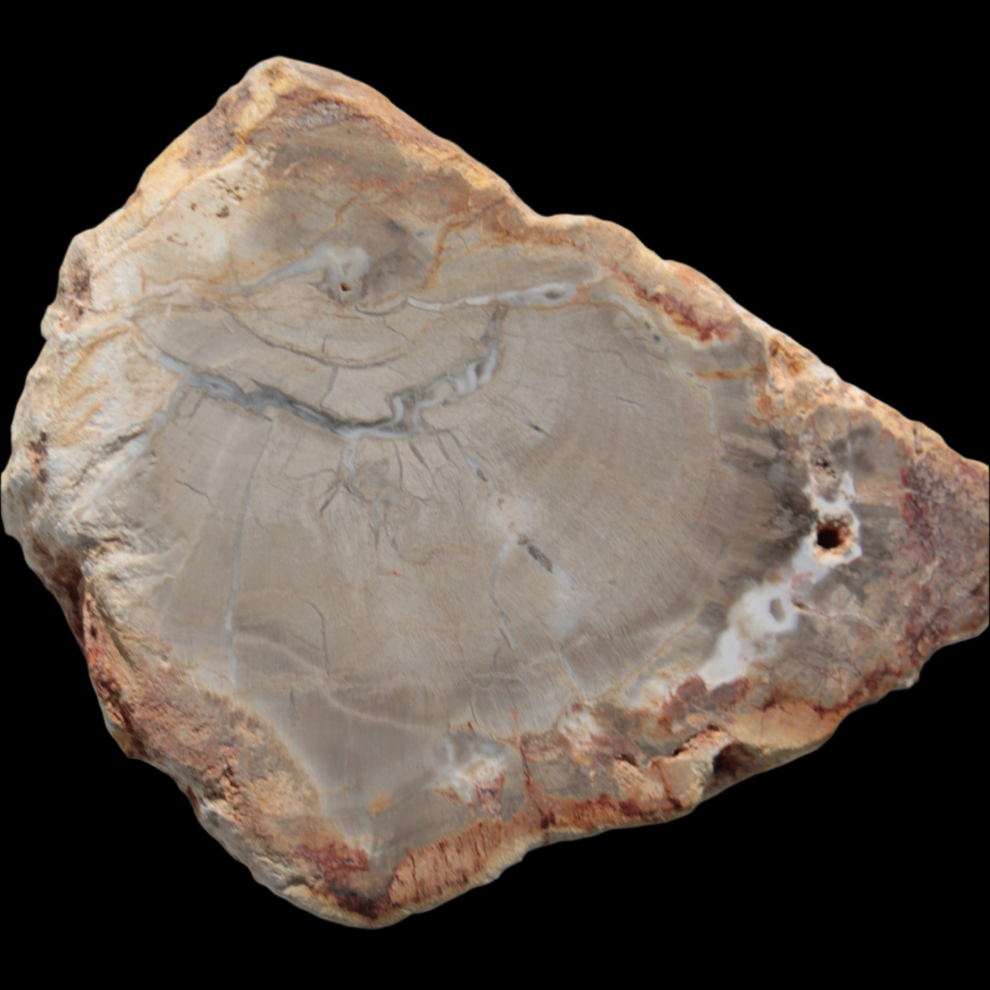 Petrified Wood Agate slice from Madagascar 30g in sunlight - Rocks and Things Store