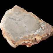 Petrified Wood Agate slice from Madagascar 30g in sunlight - Rocks and Things Store