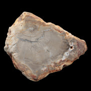 Petrified Wood Agate slice from Madagascar 30g in sunlight - Rocks and Things Store