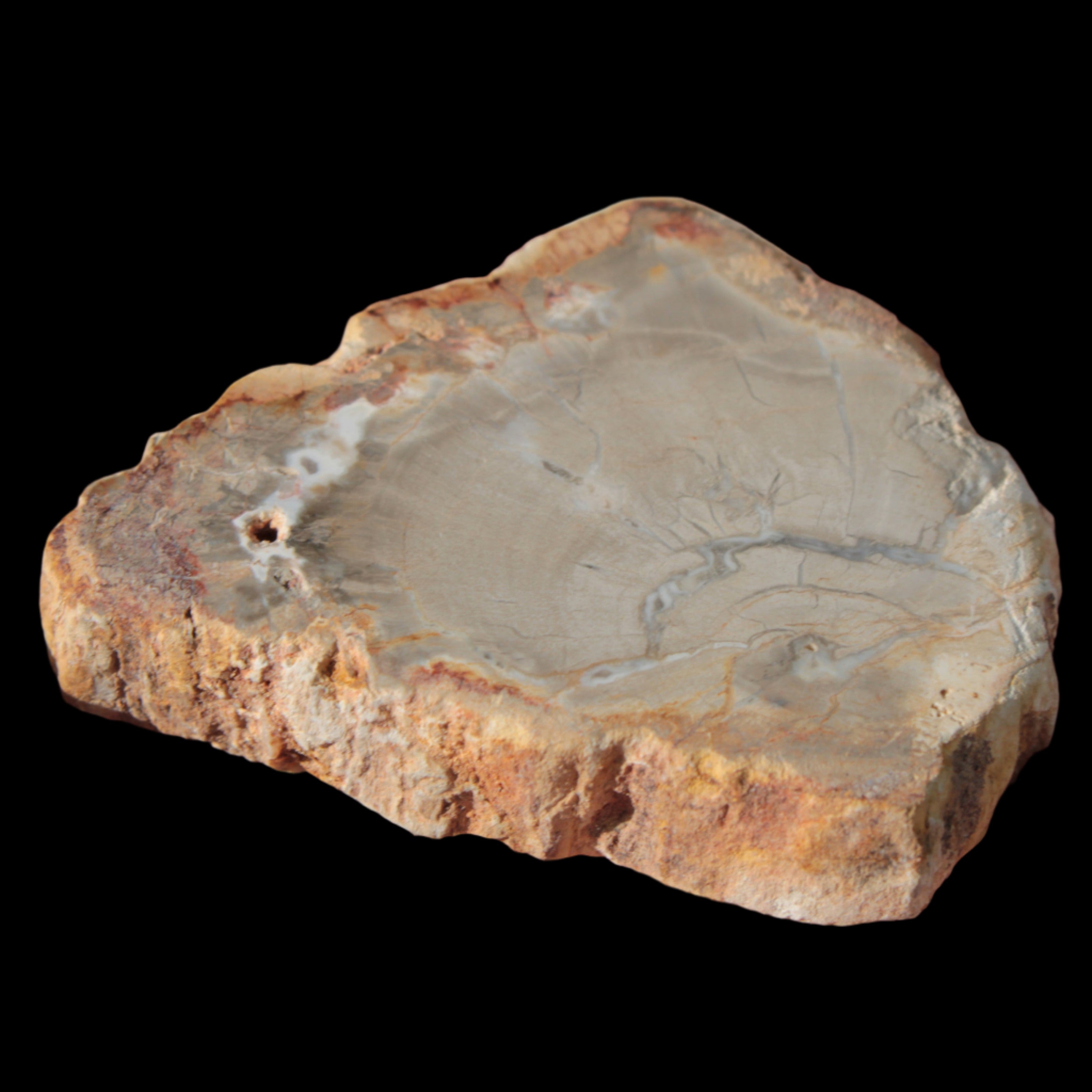 Petrified Wood Agate slice from Madagascar 30g in sunlight - Rocks and Things Store