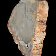 Petrified Wood Agate slice from Madagascar 30g in sunlight - Rocks and Things Store