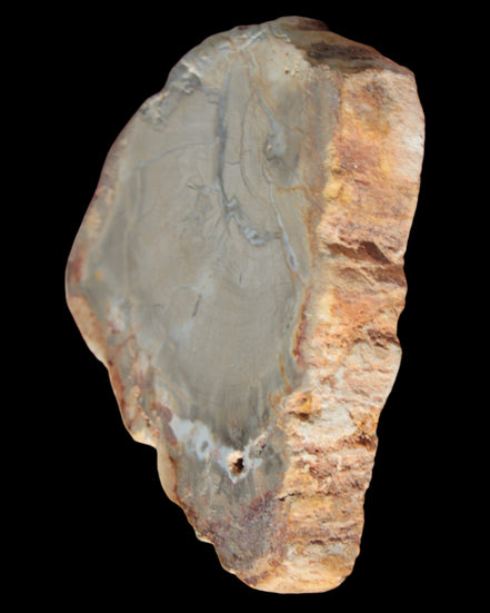 Petrified Wood Agate slice from Madagascar 30g in sunlight - Rocks and Things Store