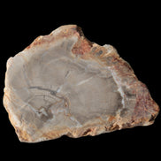 Petrified Wood Agate slice from Madagascar 30g in sunlight - Rocks and Things Store