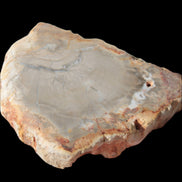 Petrified Wood Agate slice from Madagascar 30g in sunlight - Rocks and Things Store