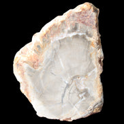 Petrified Wood Agate slice from Madagascar 30g in sunlight - Rocks and Things Store