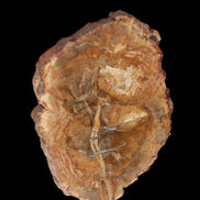 Petrified Wood Agate slice from Madagascar 41g - Rocks and Things Store