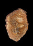 Petrified Wood Agate slice from Madagascar 41g - Rocks and Things Store