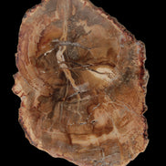 Petrified Wood Agate slice from Madagascar 41g - Rocks and Things Store