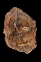 Petrified Wood Agate slice from Madagascar 41g - Rocks and Things Store